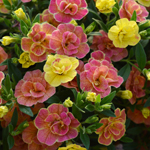 Calibrachoa Chameleon Double Desert Rose